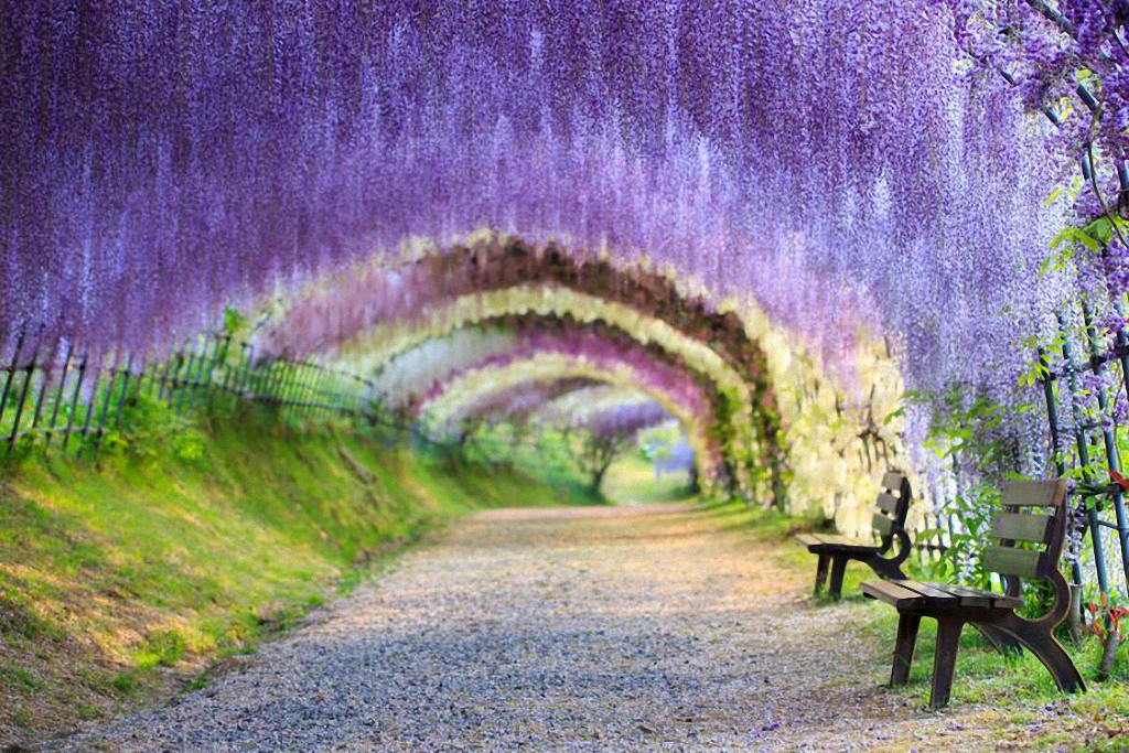 kawachi fuji garden wallpaper