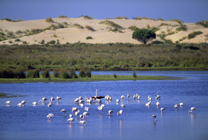 A group of Greater flamingos (Phoenicopterus ruber) in Coto Doñana National Park, with sand dunes in the background. Andalucia, Spain.